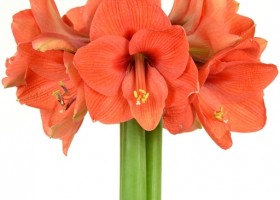 hippeastrum Naranja ® (1)